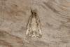 Eudonia pallida, adult. Ouston, 14-08-2017. Copyright Verna Atkinson.