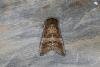 Figure of Eighty (Tethea ocularis), adult. Ouston, 17-06-2023. Copyright Verna Atkinson.