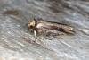 Flame (Axylia putris), adult. Ouston, 29-05-2016. Copyright Verna Atkinson.