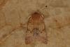 Flounced Chestnut (Anchoscelis helvola), adult. Ouston, 03-10-2022. Copyright Verna Atkinson.