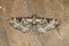 Foxglove Pug (Eupithecia pulchellata), adult. Ouston, 18-06-2020. Copyright Verna Atkinson.