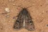 Garden Dart (Euxoa nigricans), adult. Ouston, 23-07-2022. Copyright Verna Atkinson.