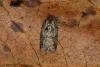 Garden Rose Tortrix (Acleris variegana), adult. Ouston, 14-09-2018. Copyright Verna Atkinson.