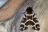 Garden Tiger (Arctia caja), adult. Ouston, 12-07-2021. Copyright Verna Atkinson.