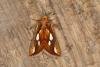 Gold Spot (Plusia festucae), adult. Ouston, 29-05-2018. Copyright Verna Atkinson.
