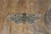Golden-rod Pug (Eupithecia virgaureata), adult. Ouston, 17-09-2021. Copyright Verna Atkinson.