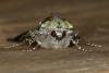 Green Arches (Anaplectoides prasina), adult. Ouston, 18-06-2020. Copyright Verna Atkinson.