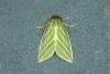 Green Silver-lines (Pseudoips prasinana), adult. Ouston, 01-06-2018. Copyright Verna Atkinson.