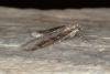 Grey Pine Carpet (Thera obeliscata), adult. Ouston, 21-04-2017. Copyright Verna Atkinson.