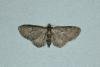 Grey Pug (Eupithecia subfuscata), adult. Ouston, 25-06-2019. Copyright Verna Atkinson.