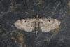 Grey Pug (Eupithecia subfuscata), adult. Ouston, 25-05-2023. Copyright Verna Atkinson.