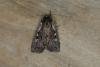 Heath Rustic (Xestia agathina), adult. Ouston, 31-08-2018. Copyright Verna Atkinson.