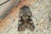 Hebrew Character (Orthosia gothica), adult. Ouston, 02-03-2016. Copyright Verna Atkinson.