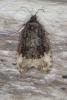 Plum Tortrix (Hedya pruniana), adult. Ouston, 17-07-2016. Copyright Verna Atkinson.