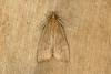 Helcystogramma rufescens, adult. Ouston, 15-08-2019. Copyright Verna Atkinson.