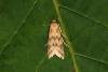 Homoeosoma sinuella, adult. Ouston, 14-06-2016. Copyright Verna Atkinson.