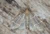 Hypsopygia glaucinalis, adult. Ouston, 13-09-2016. Copyright Verna Atkinson.