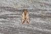 Light Brown Apple Moth (Epiphyas postvittana), adult. Ouston, 21-05-2023. Copyright Verna Atkinson.