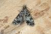 Eudonia truncicolella, adult. Ouston, 18-06-2019. Copyright Verna Atkinson.