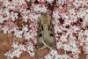 Heart and Dart (Agrotis exclamationis), adult. Ouston, 21-06-2019. Copyright Verna Atkinson.