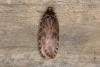 Agonopterix heracliana/ciliella (Agonopterix heracliana/ciliella), adult. Ouston, 04-08-2017. Copyright Verna Atkinson.