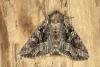 Pale-shouldered Brocade (Lacanobia thalassina), adult. Ouston, 26-05-2019. Copyright Verna Atkinson.