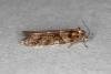 Tortricodes alternella, adult. Ouston, 23-01-2020. Copyright Verna Atkinson.