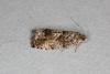 Cydia fagiglandana, adult. Ouston, 15-06-2020. Copyright Verna Atkinson.