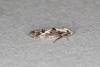 Blastodacna hellerella, adult. Ouston, 26-06-2020. Copyright Verna Atkinson.