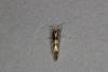 Argyresthia pygmaeella, adult. Ouston, 08-07-2020. Copyright Verna Atkinson.