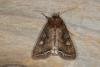 Bright-line Brown-eye (Lacanobia oleracea), adult. Ouston, 25-05-2021. Copyright Verna Atkinson.