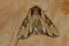 Clouded-bordered Brindle (Apamea crenata), adult. Ouston, 25-05-2021. Copyright Verna Atkinson.