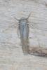 Elachista argentella, adult. Ouston, 03-06-2016. Copyright Verna Atkinson.