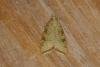 Aleimma loeflingiana, adult. Ouston, 12-07-2021. Copyright Verna Atkinson.