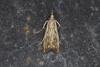 Catoptria falsella, adult. Ouston, 12-07-2021. Copyright Verna Atkinson.
