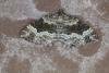 Common Carpet (Epirrhoe alternata), adult. Ouston, 10-08-2021. Copyright Verna Atkinson.
