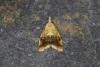 Pseudargyrotoza conwagana, adult. Ouston, 25-09-2021. Copyright Verna Atkinson.