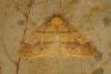 Scarce Umber (Agriopis aurantiaria), adult. Ouston, 18-11-2021. Copyright Verna Atkinson.