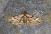 Double-striped Pug (Gymnoscelis rufifasciata), adult. Ouston, 14-04-2022. Copyright Verna Atkinson.