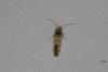 Dyseriocrania subpurpurella, adult. Ouston, 02-05-2022. Copyright Verna Atkinson.