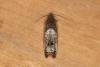 Notocelia roborana, adult. Ouston, 01-08-2022. Copyright Verna Atkinson.