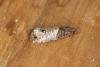 Notocelia roborana, adult. Ouston, 01-08-2022. Copyright Verna Atkinson.