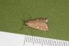 Loxostege sticticalis, adult. Ouston, 05-09-2022. Copyright Verna Atkinson.