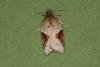 Acleris laterana/comariana, adult. Ouston, 11-09-2022. Copyright Verna Atkinson.