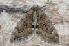 Grey Pine Carpet (Thera obeliscata), adult. Ouston, 02-09-2016. Copyright Verna Atkinson.