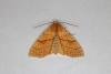 Orange Sallow (Tiliacea citrago), adult. Ouston, 20-09-2022. Copyright Verna Atkinson.