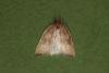 Rhomboid Tortrix (Acleris rhombana), adult. Ouston, 14-10-2022. Copyright Verna Atkinson.
