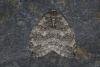 November Moth agg. (Epirrita dilutata agg.), adult. Ouston, 27-10-2022. Copyright Verna Atkinson.
