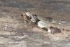 Streamer (Anticlea derivata), adult. Ouston, 29-04-2017. Copyright Verna Atkinson.