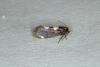 Incurvaria oehlmanniella, adult. Ouston, 04-06-2019. Copyright Verna Atkinson.